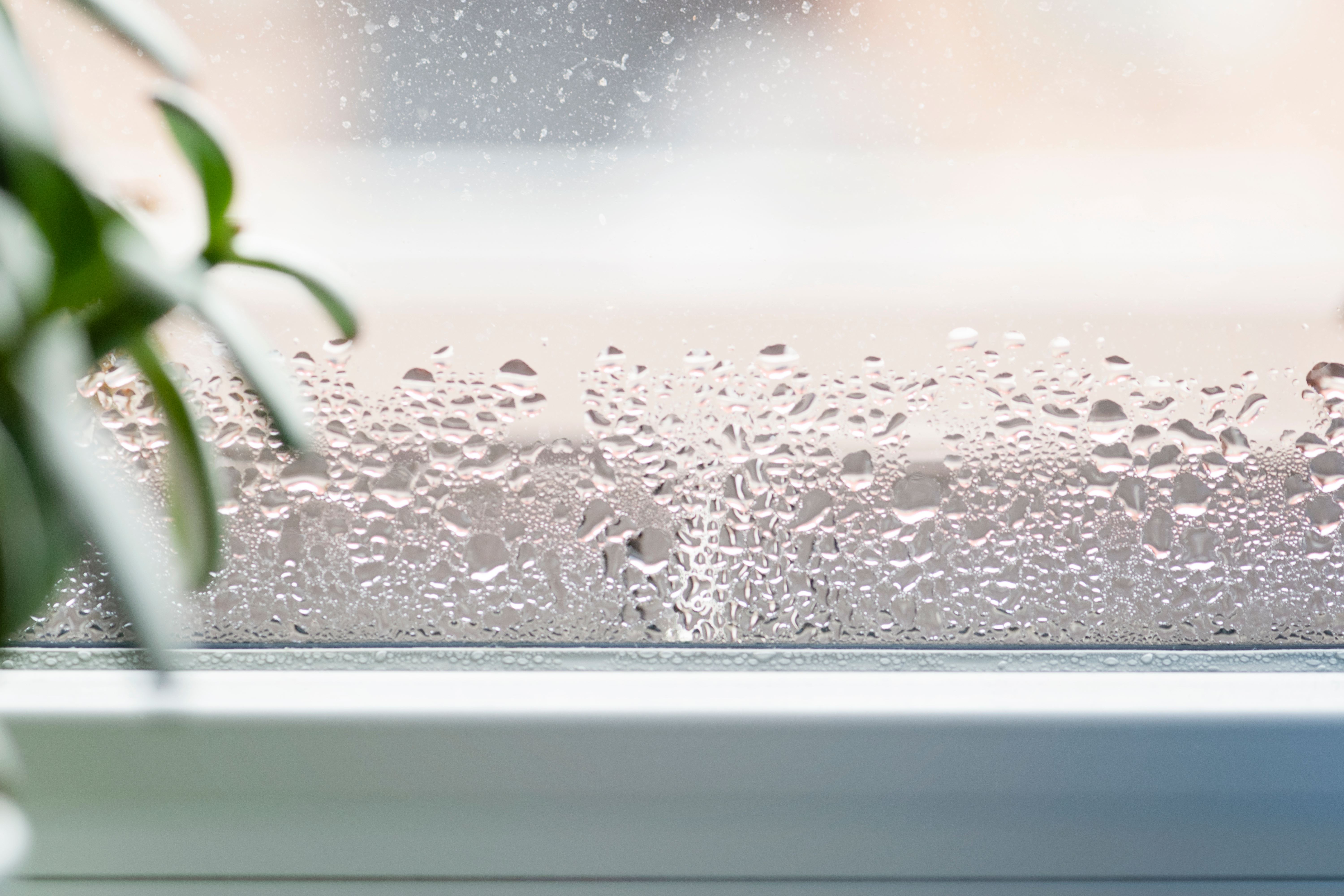 Know Your Home's Humidity Levels? Why It Matters for your Health